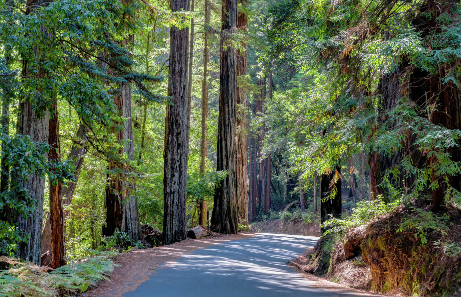 Big Basin Redwoods State Park, California, USA